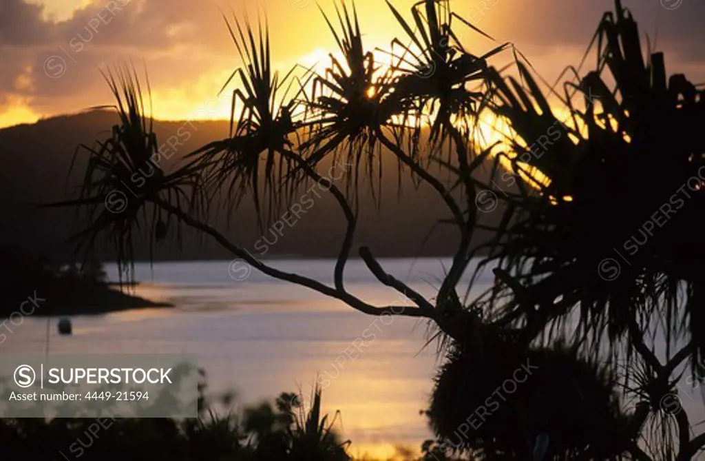 Sunset on Lindeman Island, silouette of a pandani palm in the foreground, Whitsunday Islands, Great Barrier Reef, Australia