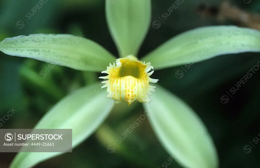 Close up of a flower of a vanilla orchid on a vanilla farm, Raiatea, French Polynesia, south sea