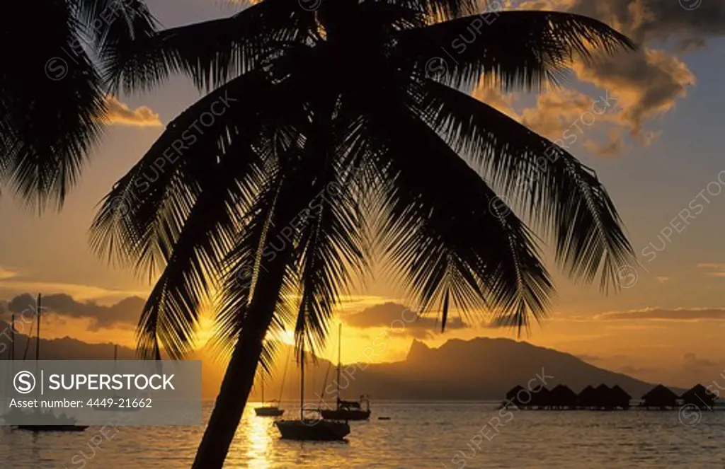 Silhouette of palm trees in the evening, Sunset over the Westcoast, Moorea in background, Tahiti, French Polynesia, south sea
