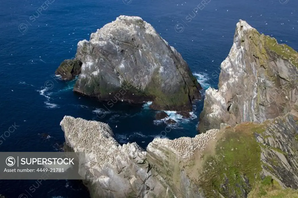 Colony of gannets, Northern Gannets, circling above rocks, National Nature Reserve, Hermaness, island of Unst, Shetland islands, Scotland, Great Britain