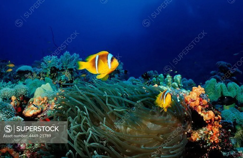Two Twobar anemone fishes, Amphiprion bicinctus, Sudan, Africa, Red Sea