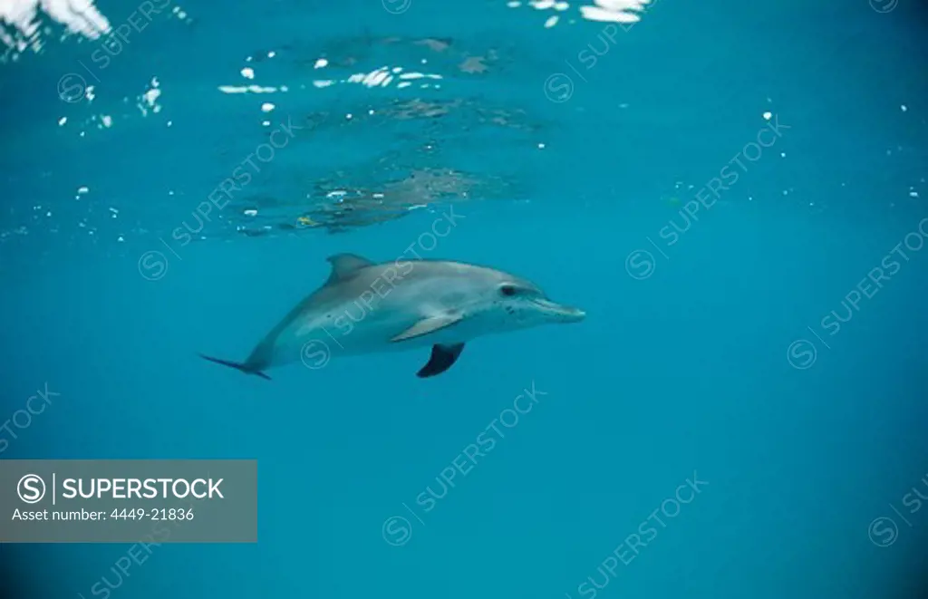 Atlantic spotted dolphin, Stenella frontalis, USA, FL, Florida, Atlantic Ocean
