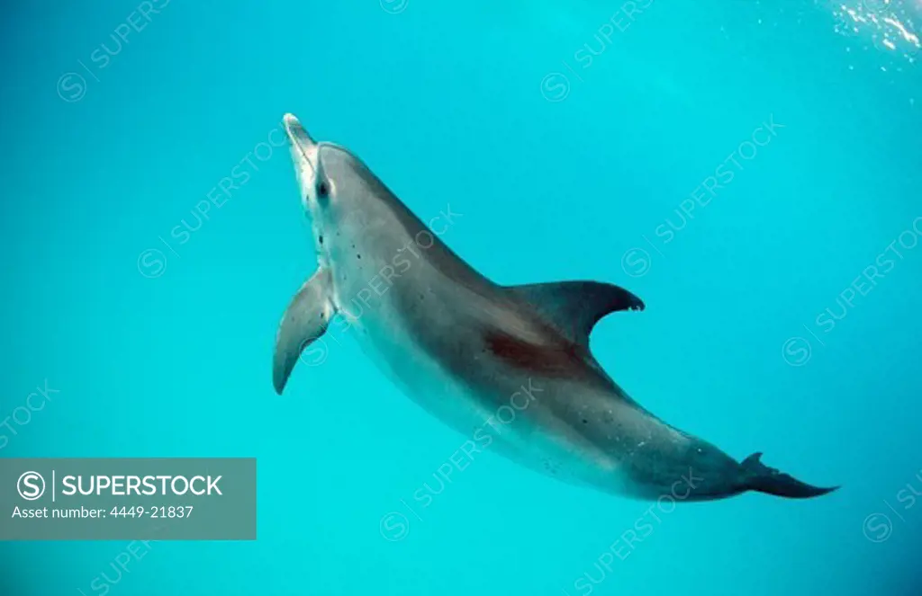 Atlantic spotted dolphin, Stenella frontalis, USA, FL, Florida, Atlantic Ocean