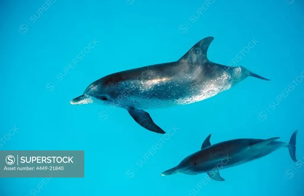 Atlantic spotted dolphin, Stenella frontalis, Bahamas, Atlantic Ocean
