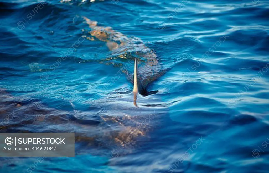 Lemon Shark on the surface, shark fin, Negaprion brevirostris, Bahamas, Atlantic Ocean