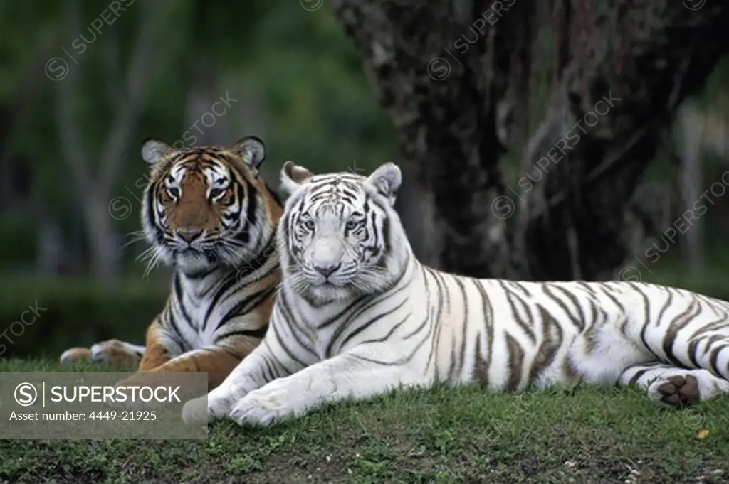 White Tiger, Indian Tiger, Enclosure, Zoo