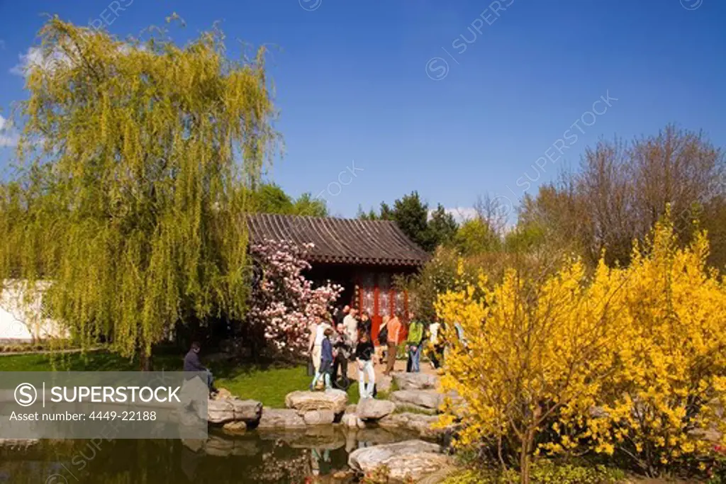 Berlin Mahrzahn, spring, forsythia blossom in the GARDEN OF THE WORLD, recreational park, chinese garden in spring