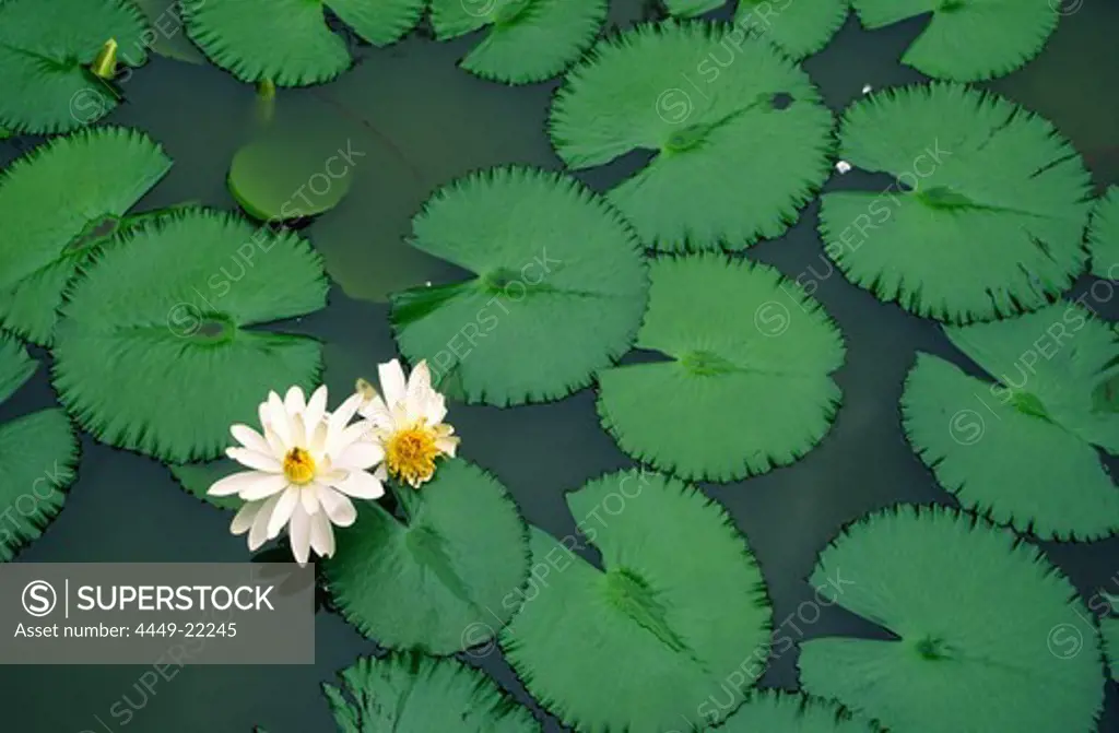 Zuerich, water lilies