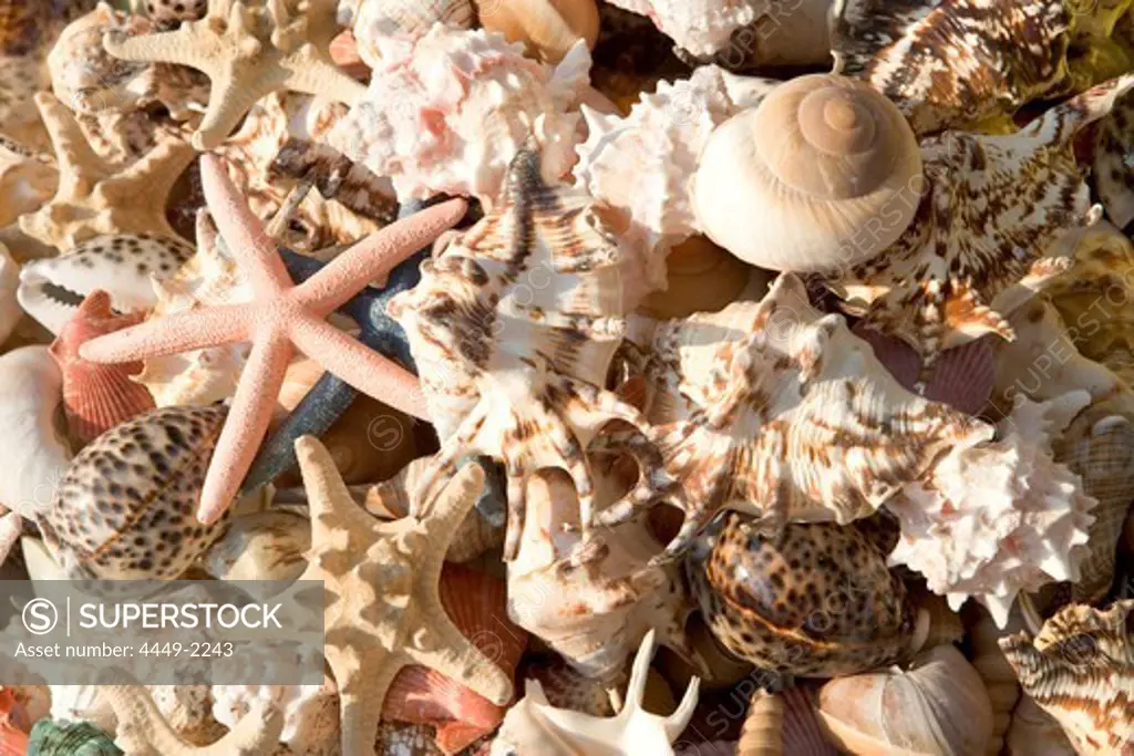Sea Shells for sale, Rhodes Harbor Rhodes, Rhodes, Dodecanese Islands, Greece