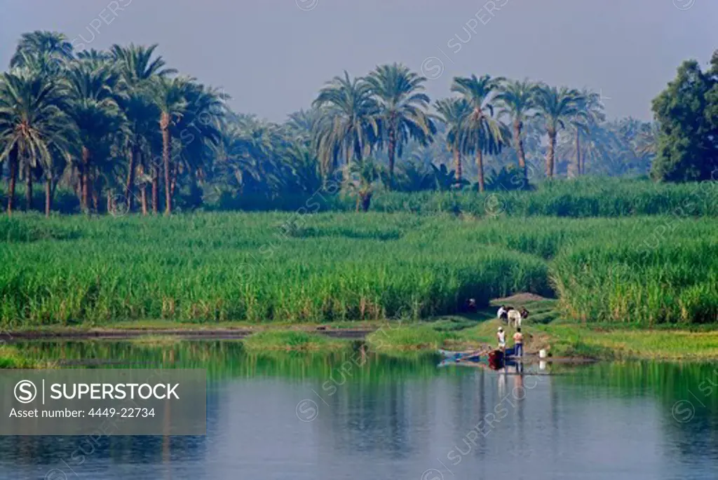 cruise on the Nile, farmers and fishermen at bank with palm trees, Nile between Luxor and Dendera, Egypt, Africa