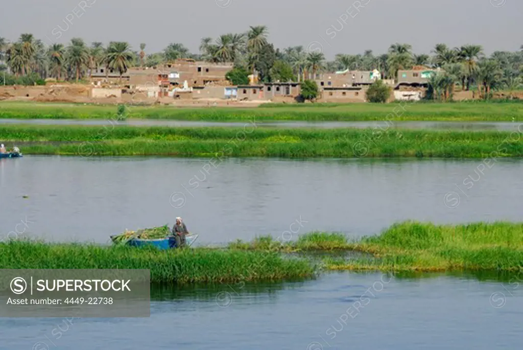 cruise on the Nile, farmer with boat harvesting, houses and palm trees in background, Nile between Luxor and Dendera, Egypt, Africa