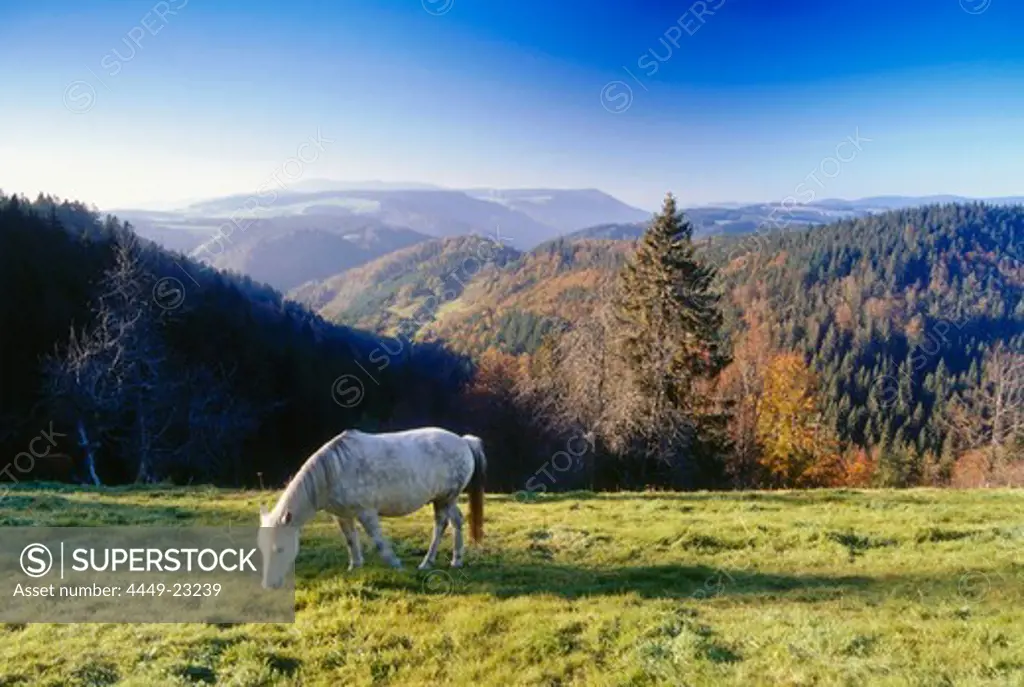 Horse on meadow, near mount Steinberg, Black Forest, Baden-Wurttemberg, Germany