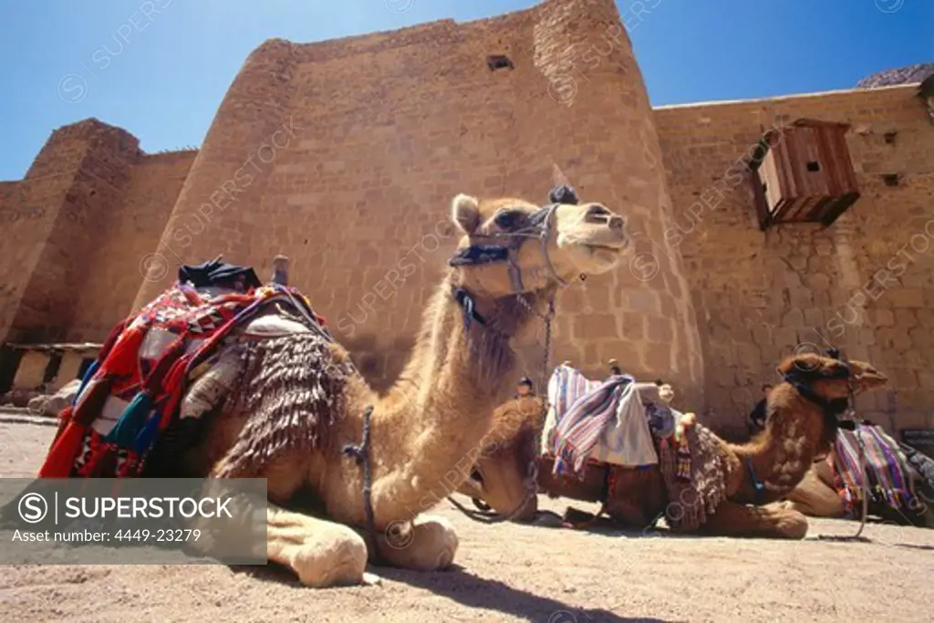 Dromedary camels in front of St. Catherine's Monastery, Sinai, Egypt, Africa