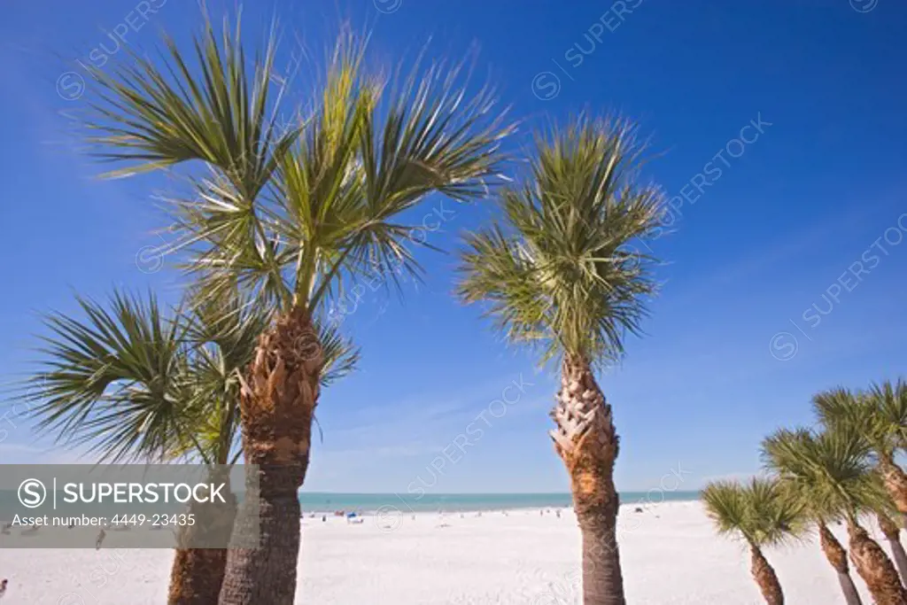 Palm trees at Clearwater Beach under blue sky, Tampa Bay, Florida, USA