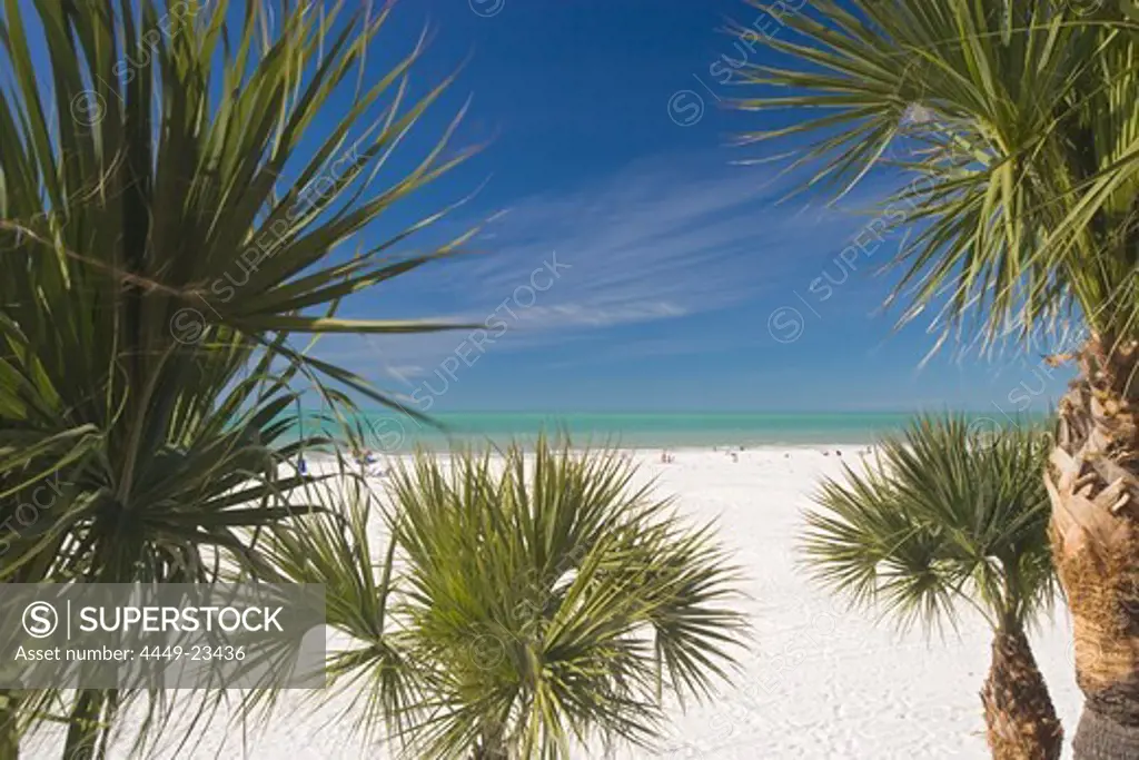 Palm trees at Clearwater Beach under blue sky, Tampa Bay, Florida, USA