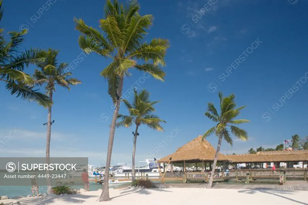 Palm trees in front of Holiday Isle Resort under blue sky, Islamorada, Florida Keys, Florida, USA