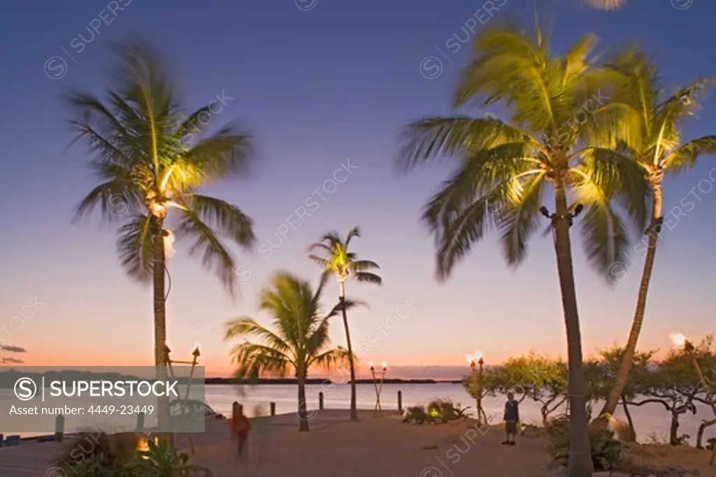 Palm trees at the beach of the Holiday Isle Resort in the evening, Islamorada, Florida Keys, Florida, USA