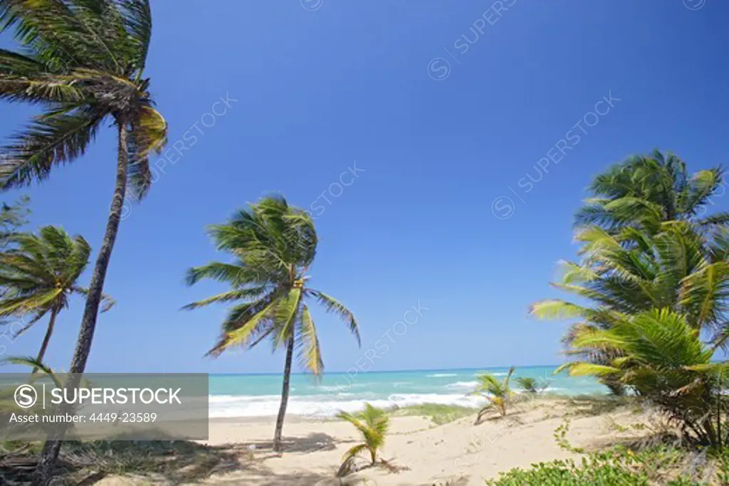 Palm trees at Tres Palmitas beach under blue sky, Puerto Rico, Carribean, America