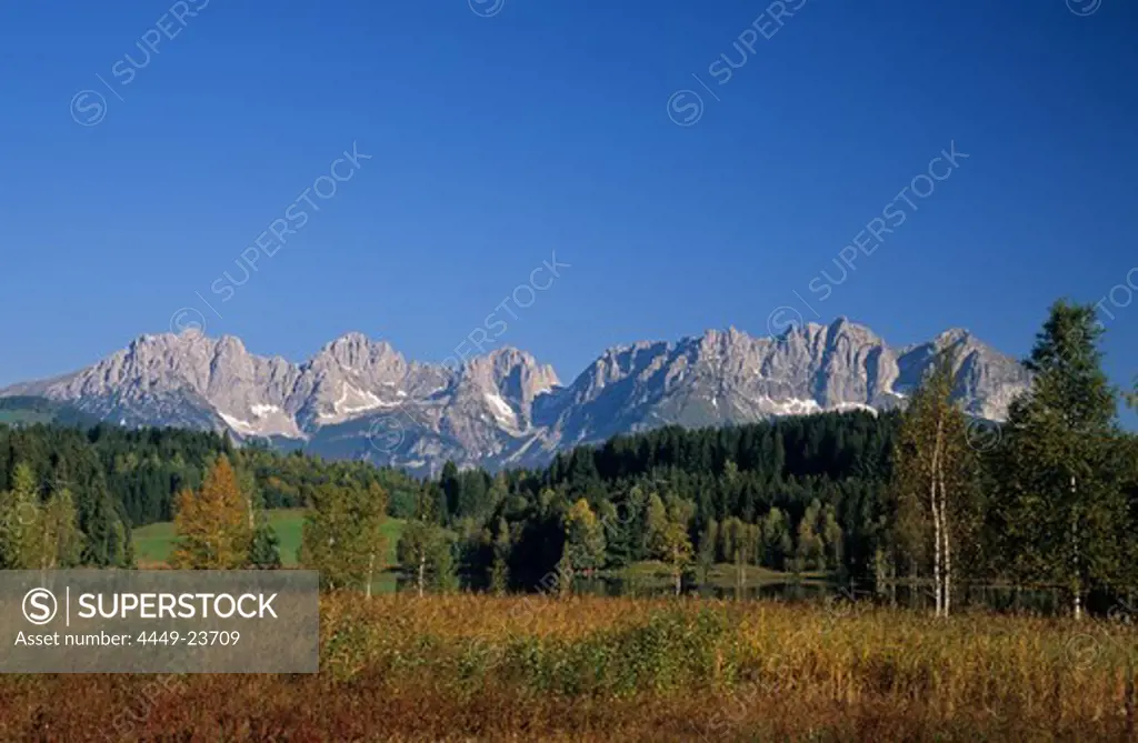 Wilder Kaiser range above lake Schwarzsee, birches and reed in autumn colours, Kitzbuehel, Tyrol, Austria