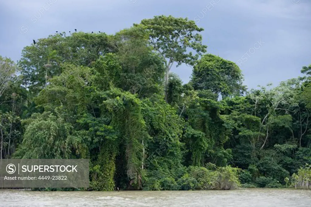 Amazon River and Tropical Rainforest, Combo Island, near Belem, Para, Brazil, South America