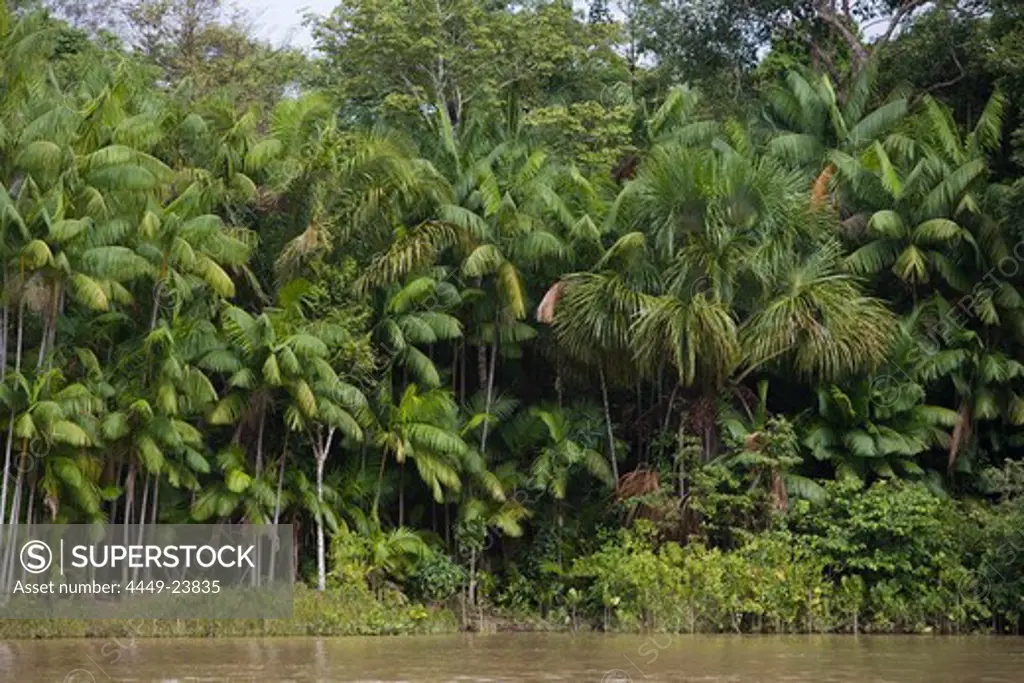 Tropical Rainforest along the Rio do Cajari, a branch of the Amazon River, Para, Brazil, South America