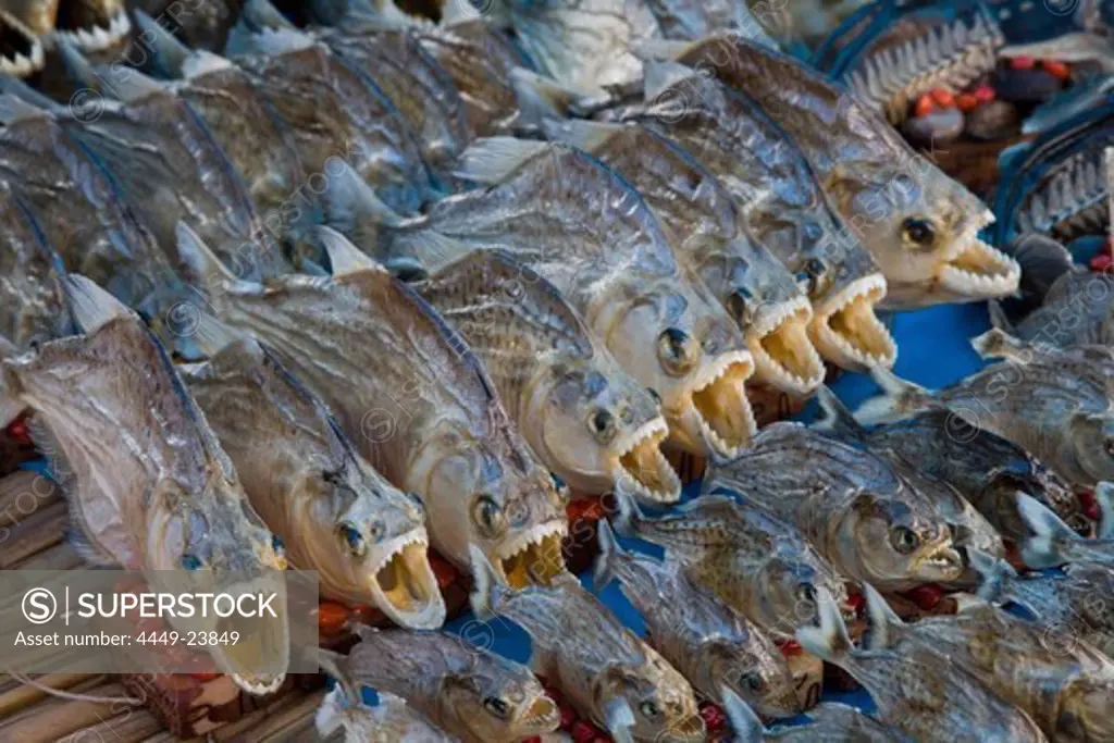 Dried souvenir piranhas at a market, Santarem, Para, Brazil, South America