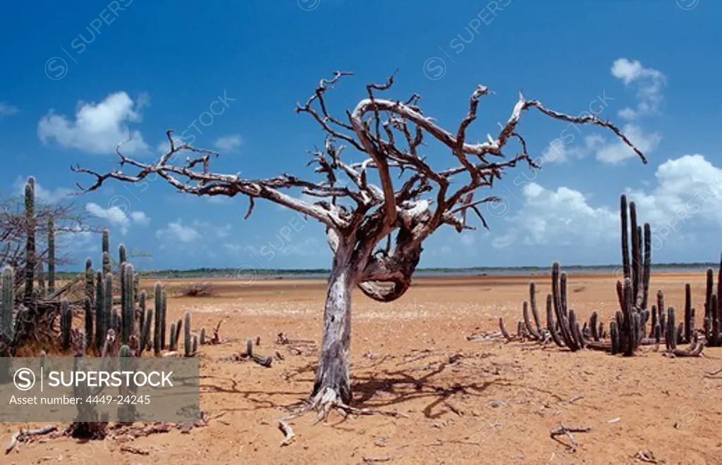 Dead tree and cactuses, Netherlands Antilles, Bonaire, Bonaire