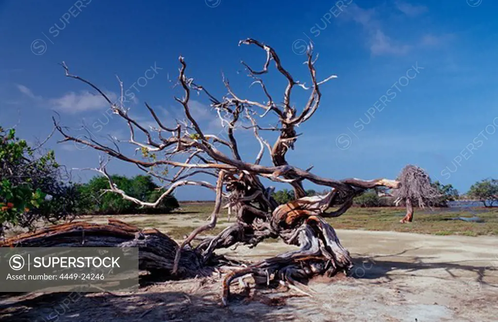 Dead tree, Netherlands Antilles, Bonaire, Bonaire