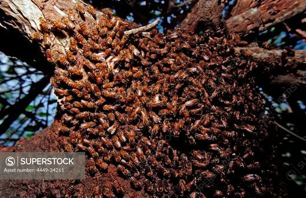 Wild bees, Apidae, Brazil, Pantanal