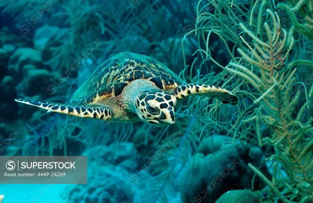 Hawksbill sea turtle, Eretmochelys imbricata, Martinique, French West Indies, Caribbean Sea