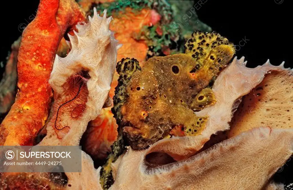 Longlure Frogfish, Antennarius multiocellatus, Netherlands Antilles, Bonaire, Caribbean Sea