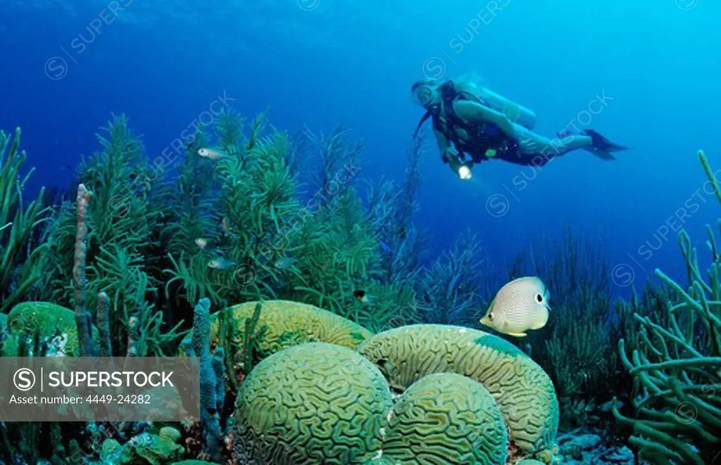 Scuba diver and Foureye Butterflyfish, Chaetodon capistratus, Netherlands Antilles, Bonaire, Caribbean Sea
