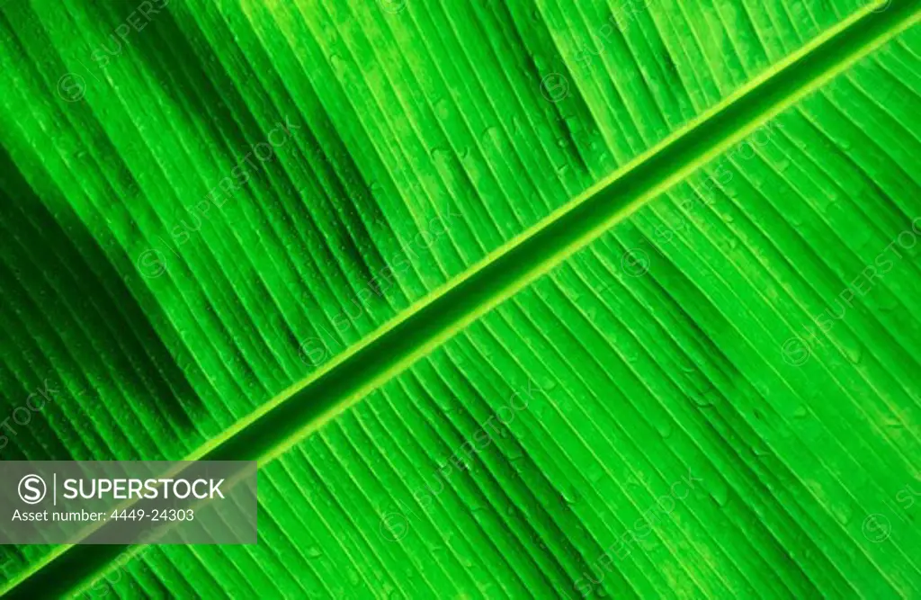 Green Palm Detail, Papua New Guinea, Neu-Britannien, Kimbe Bay