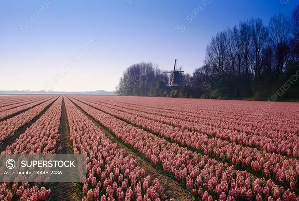 Hyazinth field in Keukenhof, Lisse, Netherlands