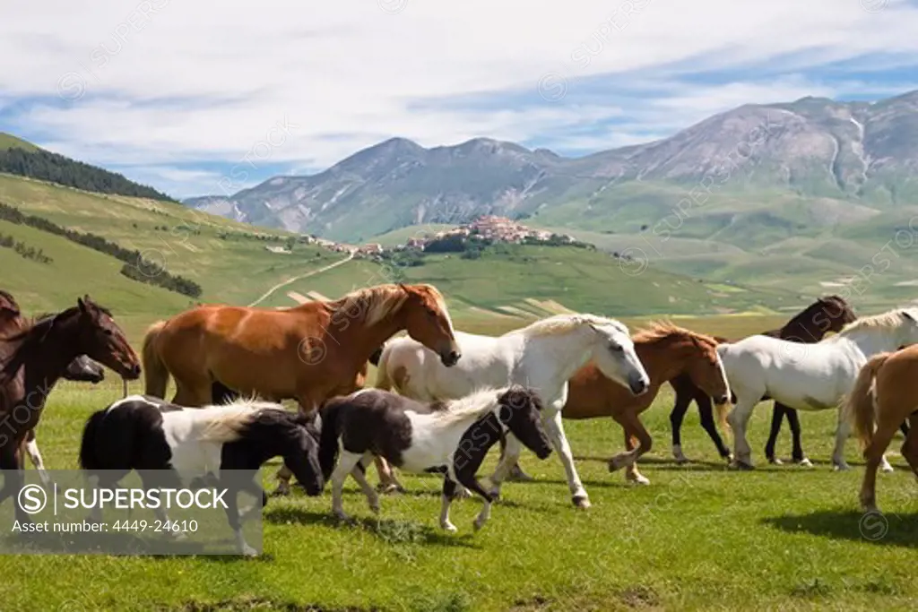 horses near Castelluccio, Piano Grande, Umbria, Italy