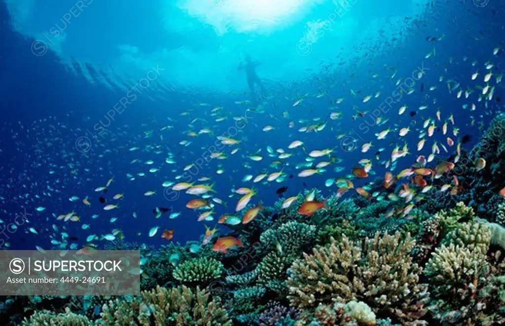 Coral Fishes and Snorkeler, Pseudanthias, Chromis, Maldives, Indian Ocean, Meemu Atoll