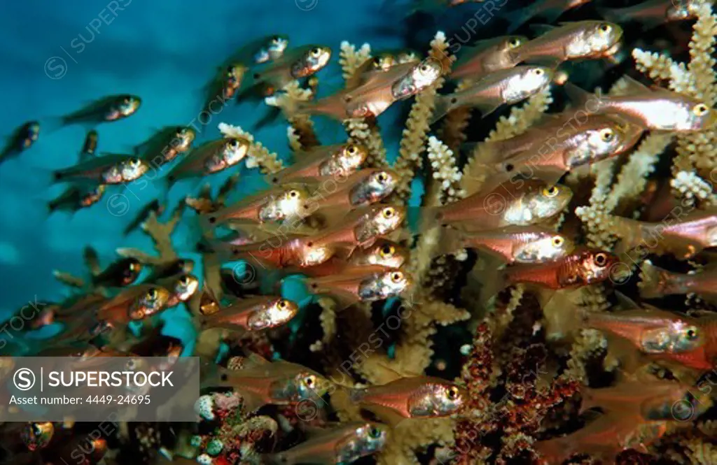 Pygmy sweepers between Corals, Parapriacanthus ransonneti, Maldives, Indian Ocean, Meemu Atoll