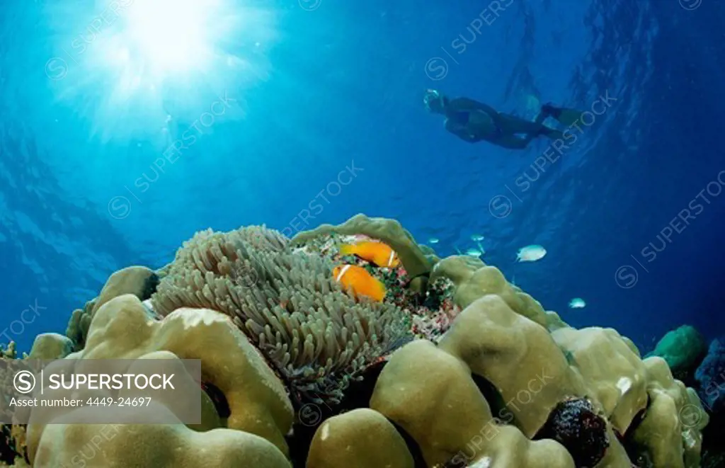 Maldive Anemonefishes and Snorkeler, Amphiprion nigripes, Maldives, Indian Ocean, Meemu Atoll
