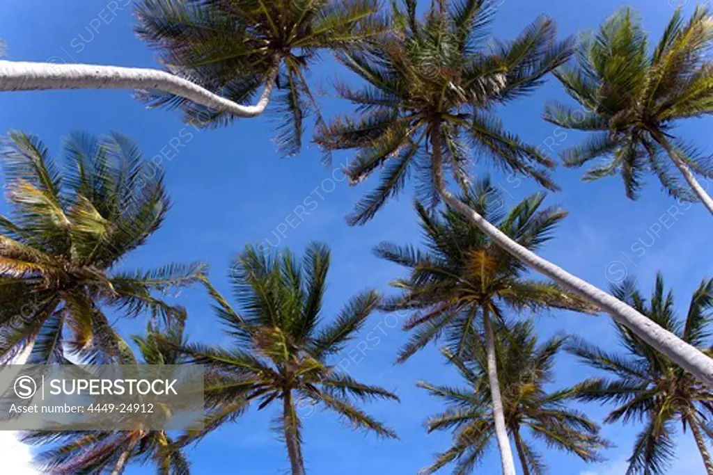 Palm trees at beach of Bottom Bay, St. Philip, Barbados, Caribbean