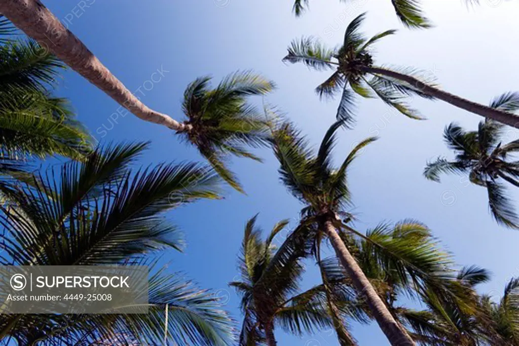 Palm trees at Diani Beach, Coast, Kenya