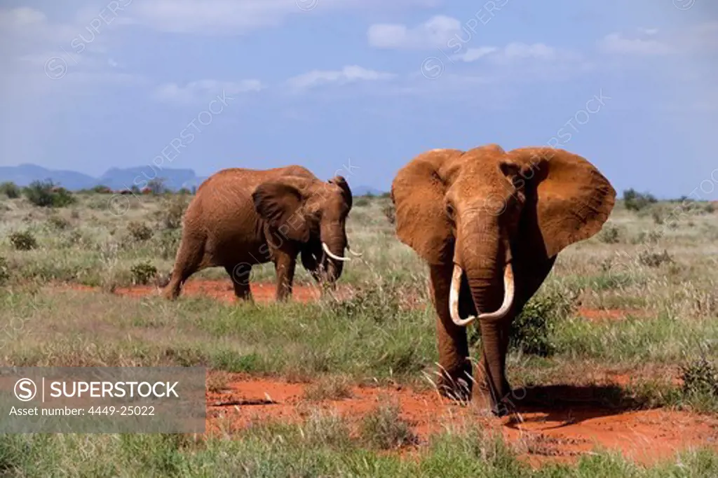 Two African Bush Elephants (Loxodonta africana) in savannah, Tsavo East National Park, Coast, Kenya
