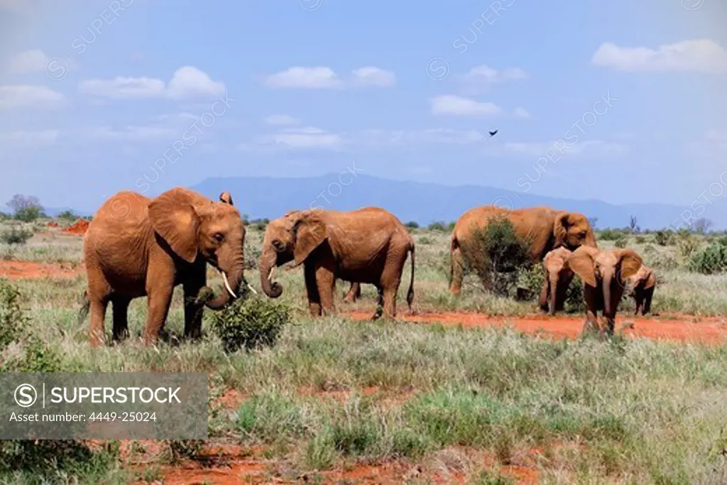Family of African Bush Elephants in savannah, Tsavo East National Park, Coast, Kenya