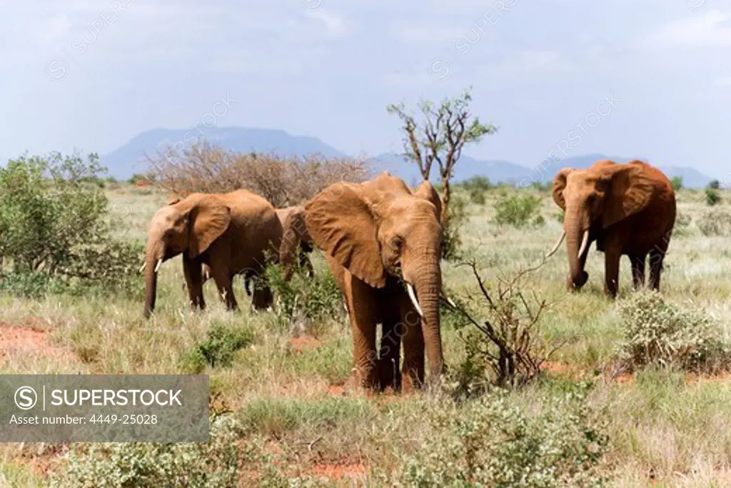 Family of African Bush Elephants in savannah, Tsavo East National Park, Coast, Kenya