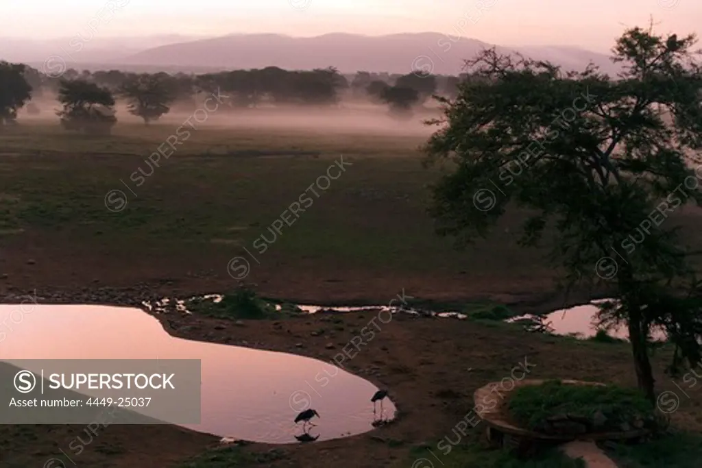 Marabou storks at waterhole in the evening, Sarova Salt Lick Lodge, Taita Hills Game Reserve, Coast, Kenya