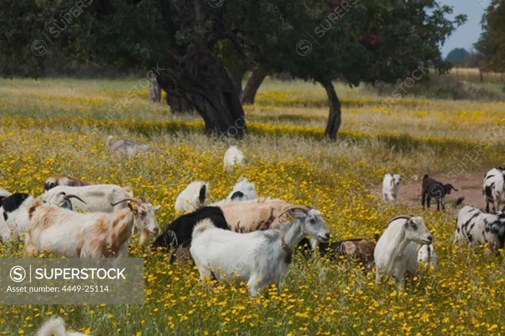 A herd of goats grazing in the middle of a flower meadow, near the Baths of Aphrodite, Akamas Nature Reserve Park, South Cyprus, Cyprus