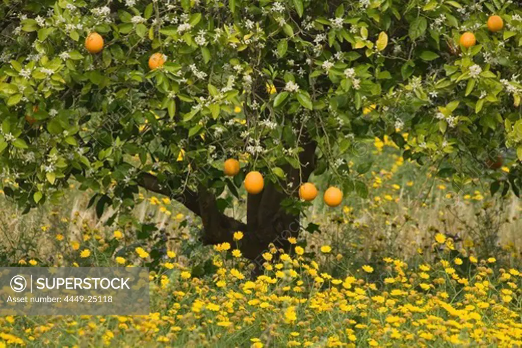 Orange grove near Baths of Afrodite, Akamas Nature Reserve Park, South Cyprus, Cyprus