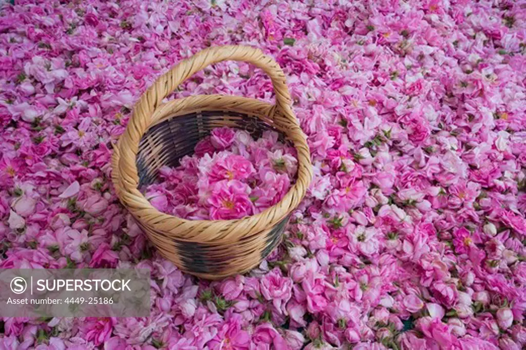 Close up of rose petals and basket, Rosewater production, Chris Tsolakis Rose Products, Agros, Pitsilia region, Troodos mountains, South Cyprus, Cyprus