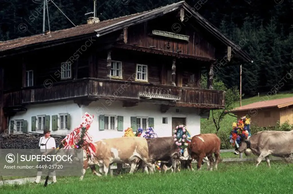 Cows returning from the Alp, Oberland, Bavaria, Germany