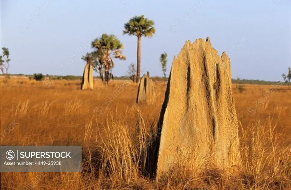 Magnetic termite mounds on the Nifold Plains in Lakefield National Park, Queensland, Australia