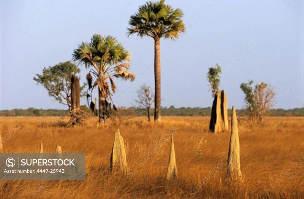Magnetic termite mounds on the Nifold Plains in Lakefield National Park, Queensland, Australia
